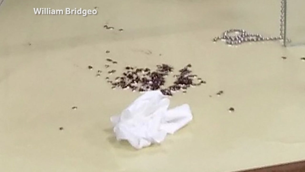 Man releases bedbugs into city hall building in Maine